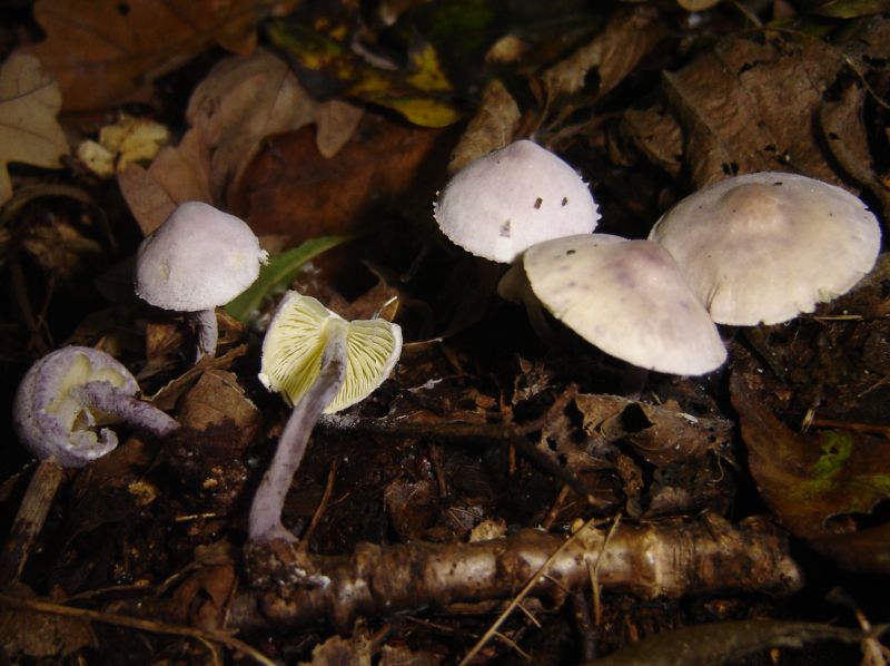 Cystolepiota bucknallii (door Gert Immerzeel)