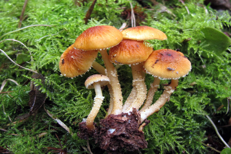 Cystoderma simulatum (door Marian Jagers)