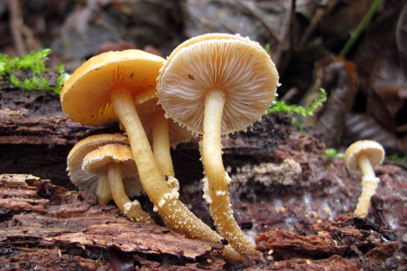 Cystoderma simulatum (door Marian Jagers)