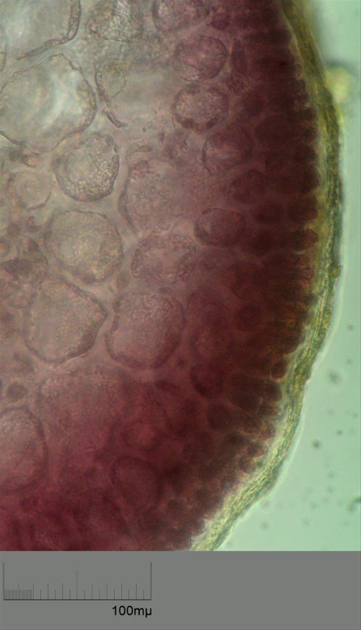 Cystoclonium purpureum (door Mart Karremans)