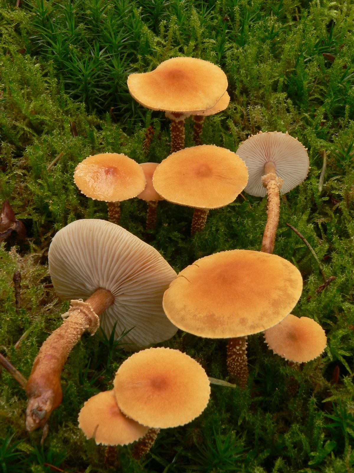 Cystoderma amianthinum (door Hans Meulenbelt)