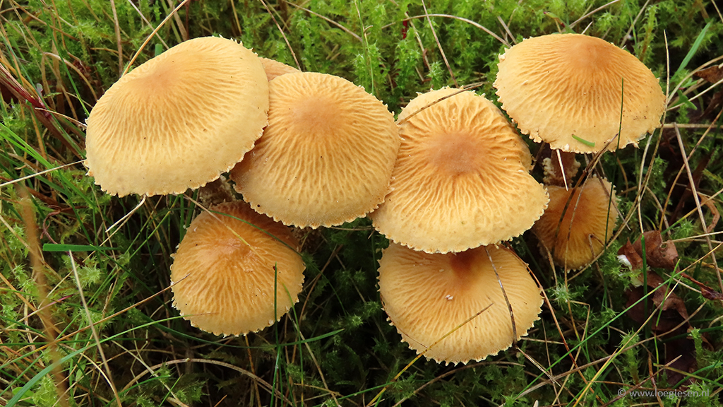 Cystoderma amianthinum f. rugosoreticulatum (door Loe Giesen)