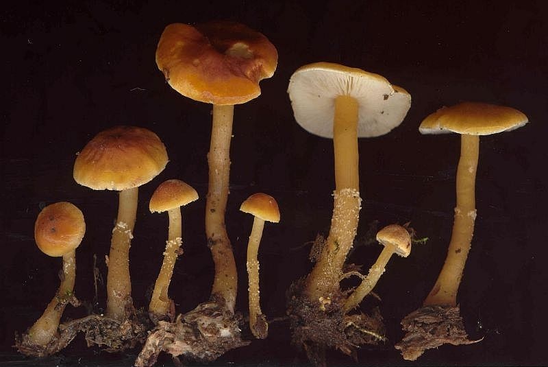 Cystoderma simulatum (door Gert Immerzeel)