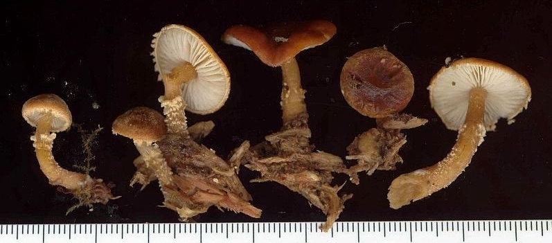 Cystoderma simulatum (door Gert Immerzeel)