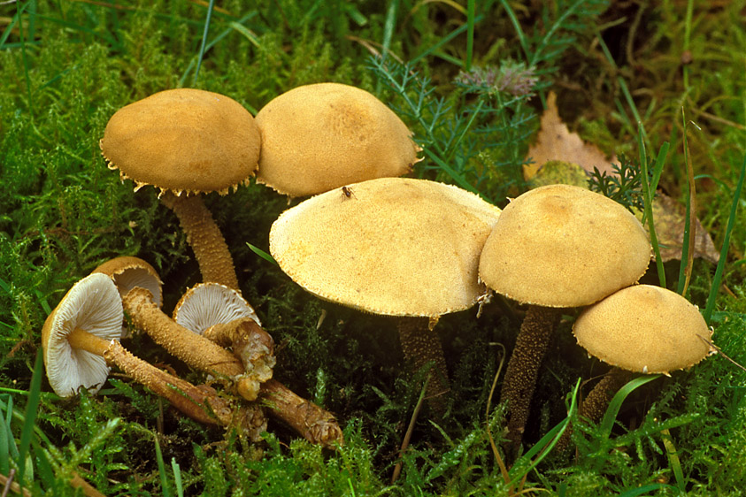 Cystoderma amianthinum (door Henk Huijser)