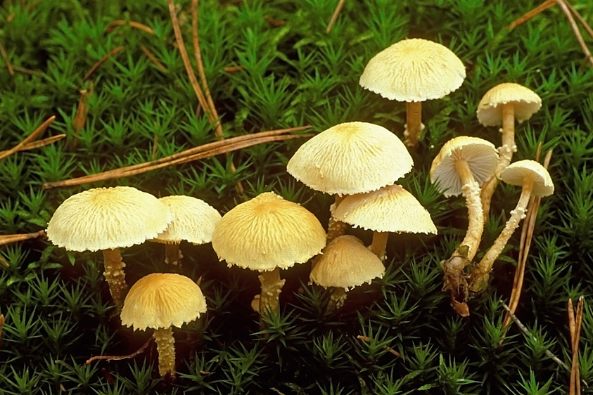 Cystoderma amianthinum f. rugosoreticulatum (door Henk Huijser)