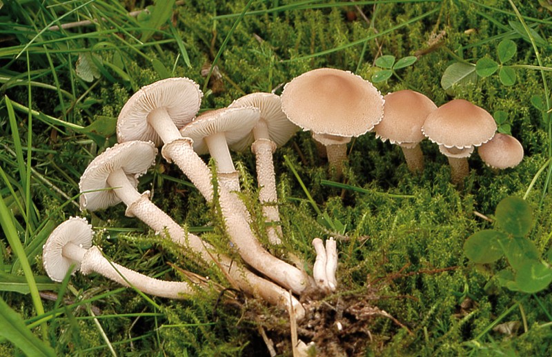 Cystoderma carcharias (door Henk Huijser)