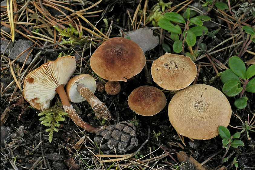 Cystoderma granulosum (door Henk Huijser)