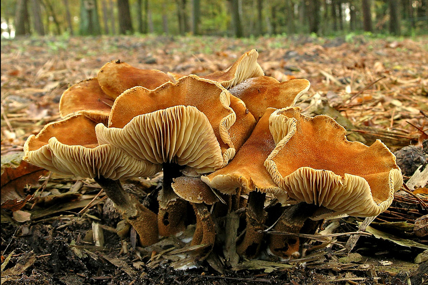 Cystoderma jasonis (door Henk Huijser)