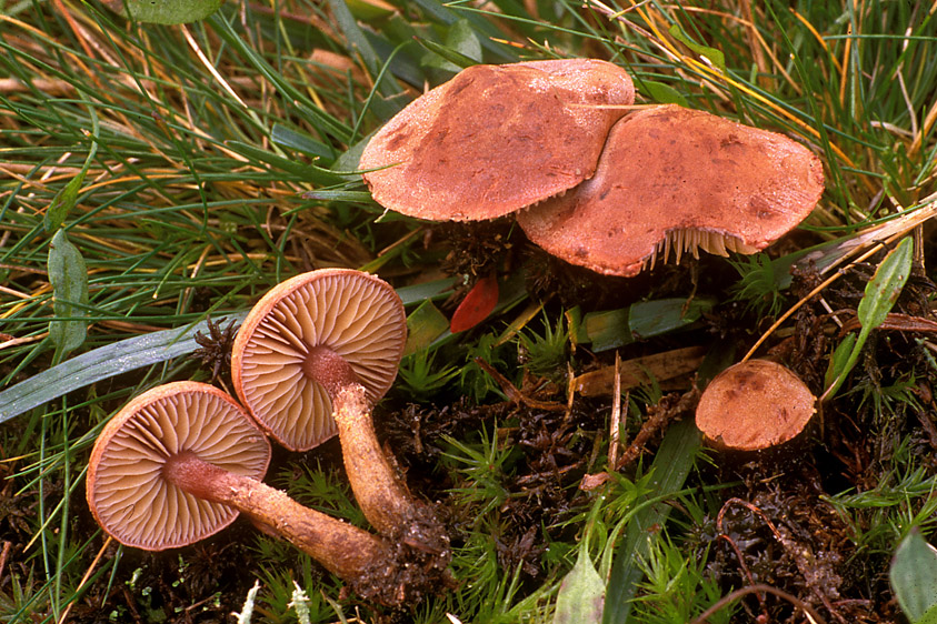 Cystoderma jasonis var. lilacipes (door Henk Huijser)