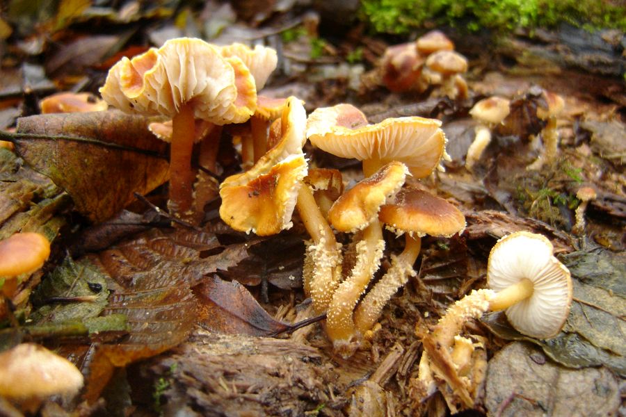 Cystoderma simulatum (door Gert Immerzeel)