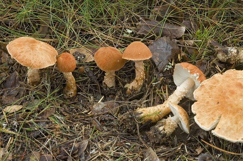 Cystoderma cinnabarinum (door Nico Dam)