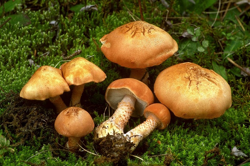 Cystoderma cinnabarinum (door Henk Huijser)