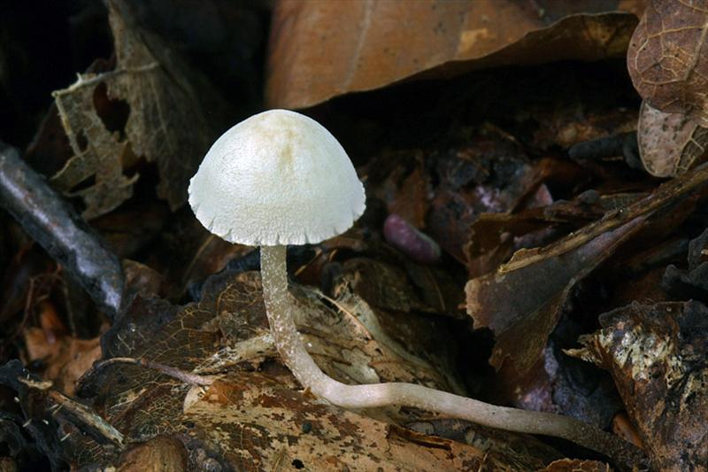 Cystolepiota seminuda (door Menno Boomsluiter)