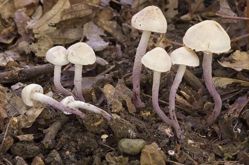 Cystolepiota bucknallii (door Nico Dam)