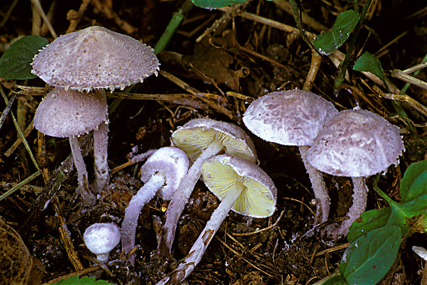 Cystolepiota bucknallii (door Henk Huijser)