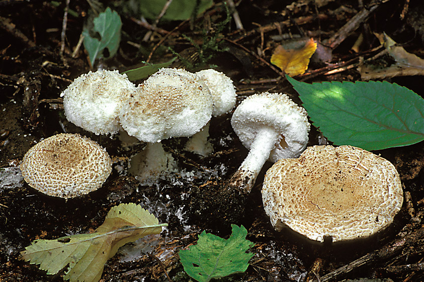 Cystolepiota cystidiosa (door Henk Huijser)