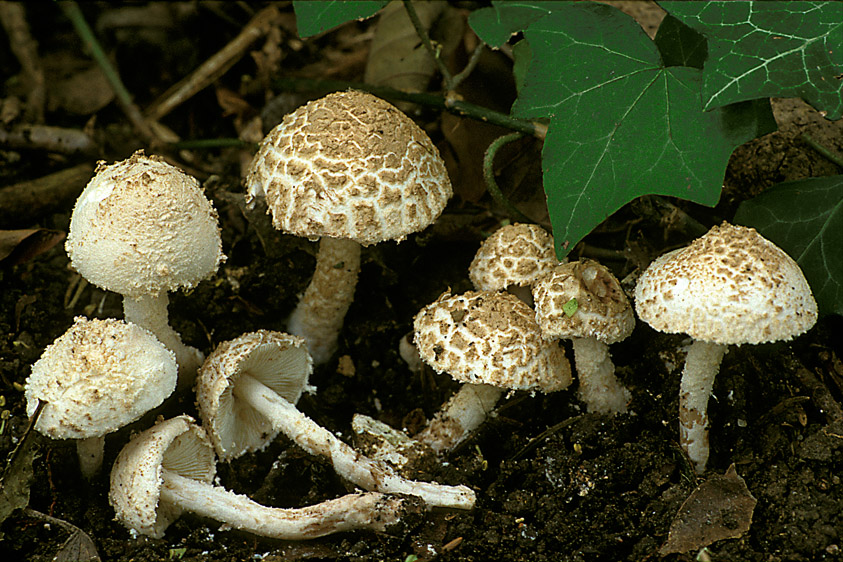 Cystolepiota cystidiosa (door Henk Huijser)