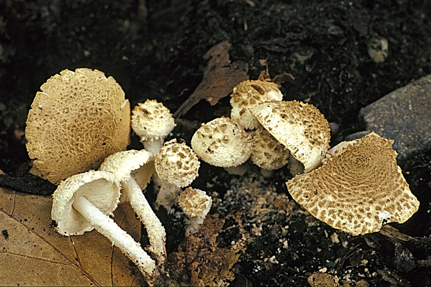 Cystolepiota cystidiosa (door Henk Huijser)