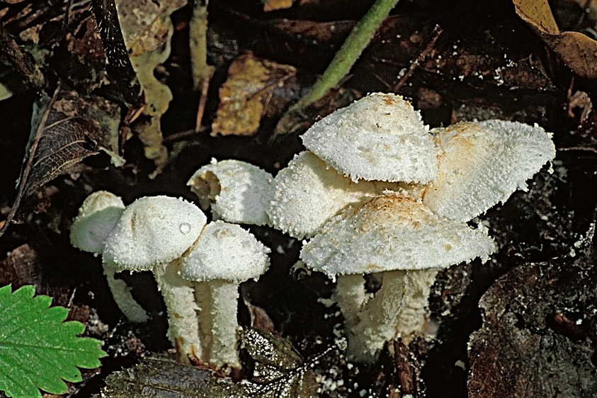 Cystolepiota hetieri (door Henk Huijser)