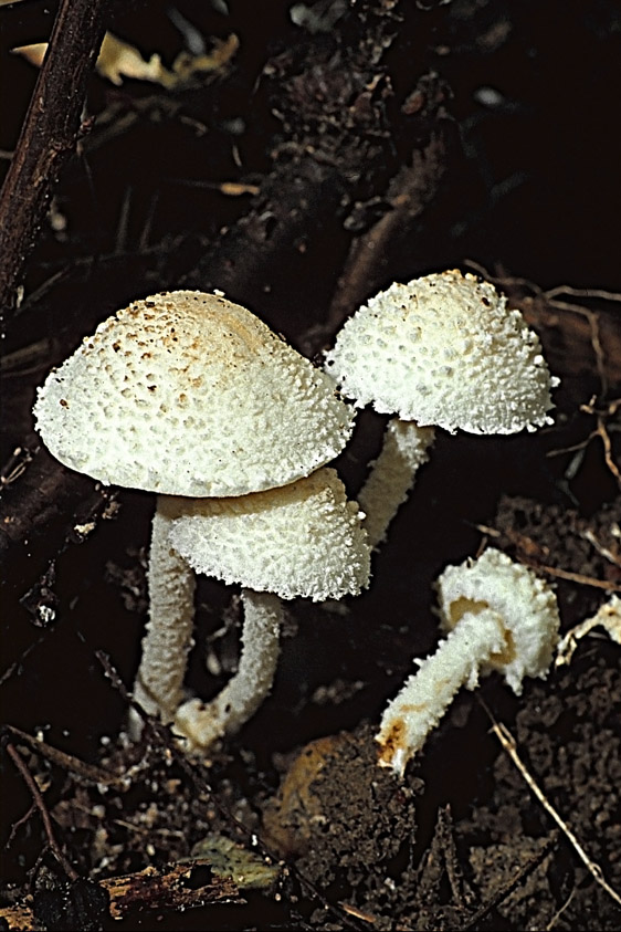 Cystolepiota hetieri (door Henk Huijser)