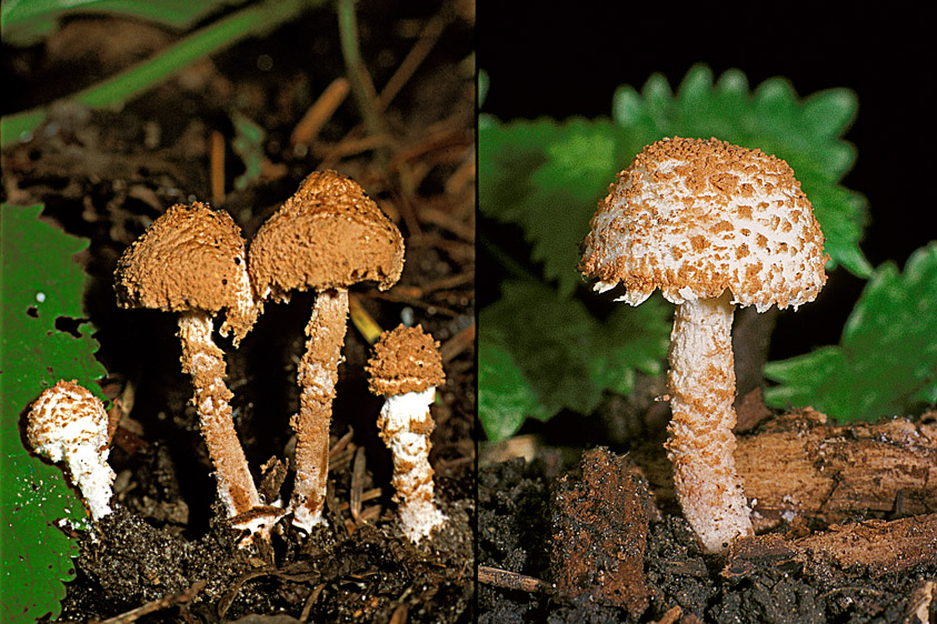 Cystolepiota hetieri (door Henk Huijser)