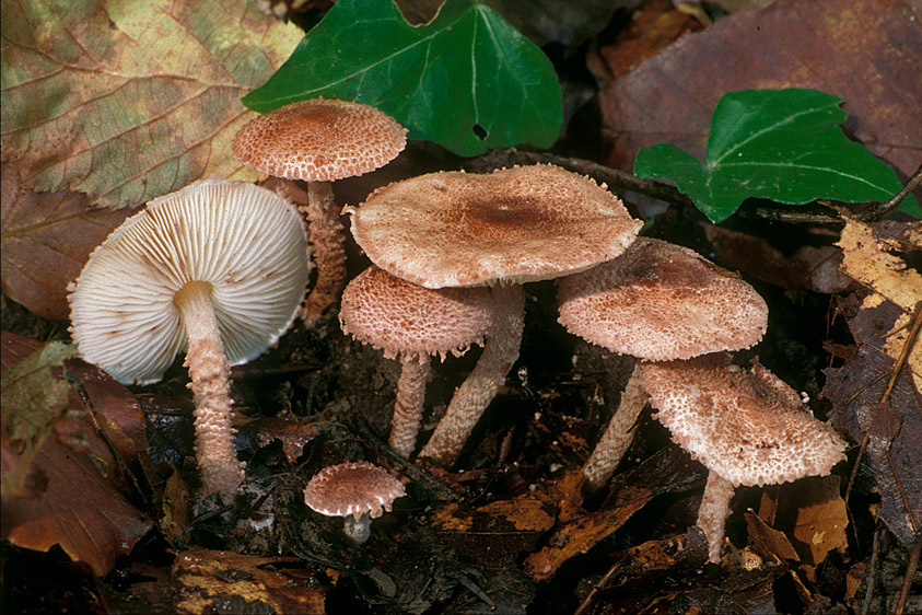 Cystolepiota moelleri (door Henk Huijser)