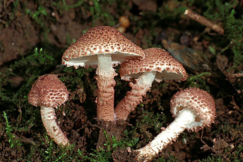 Cystolepiota moelleri (door Henk Huijser)