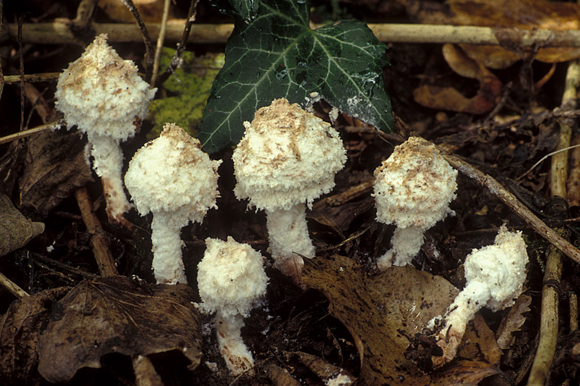 Cystolepiota pulverulenta (door Henk Huijser)