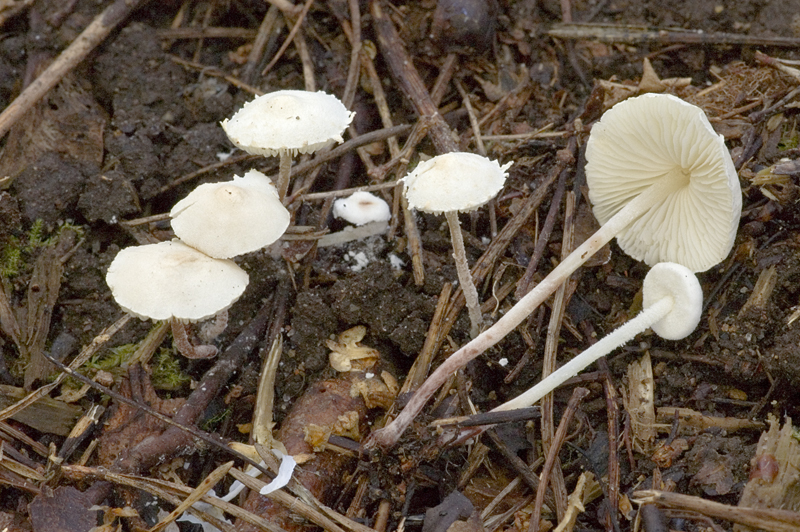 Cystolepiota seminuda (door Nico Dam)