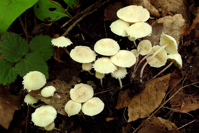 Cystolepiota seminuda (door Henk Huijser)