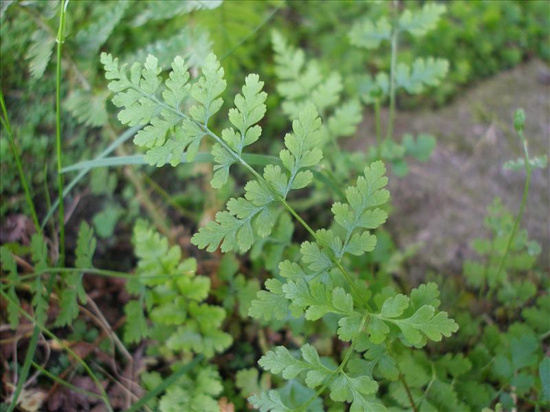 Cystopteris fragilis (door Piet Bremer )