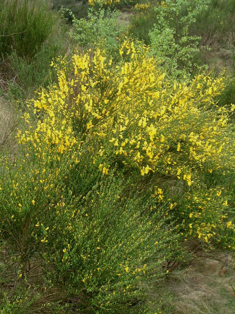 Cytisus scoparius (door Adrie van Heerden)