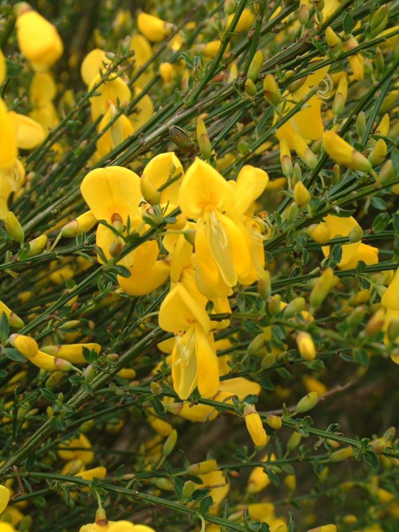 Cytisus scoparius (door Adrie van Heerden)