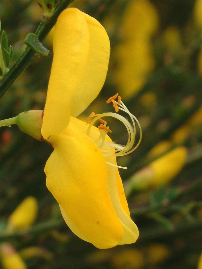 Cytisus scoparius (door Adrie van Heerden)