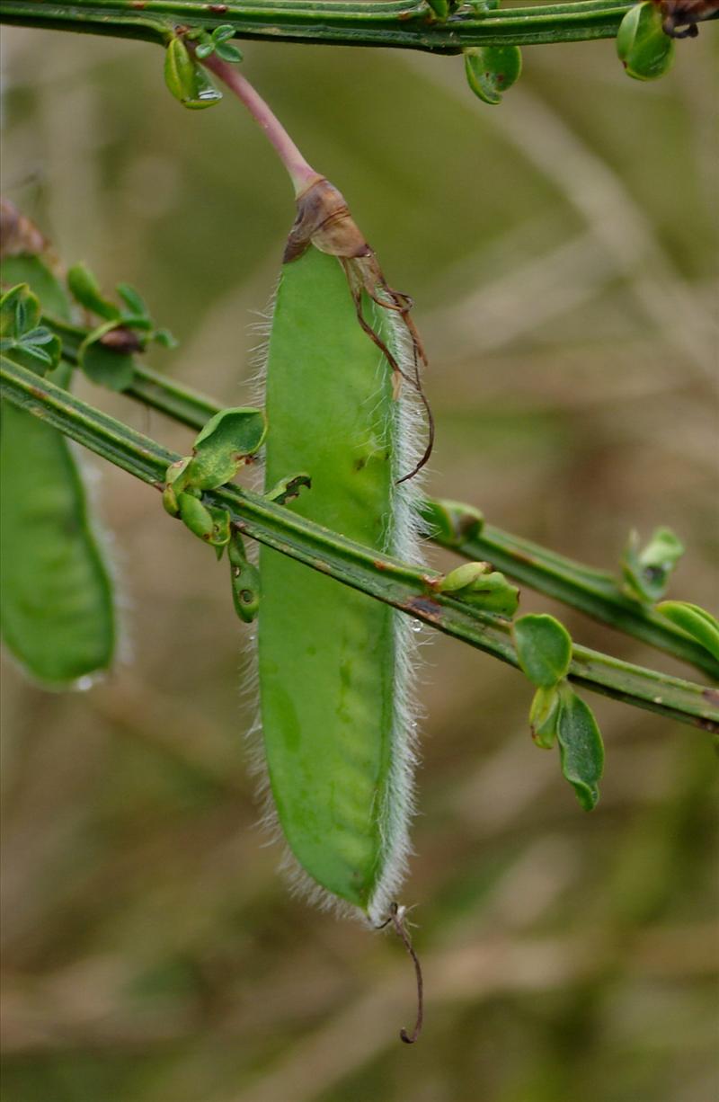 Cytisus scoparius (door Adrie van Heerden)