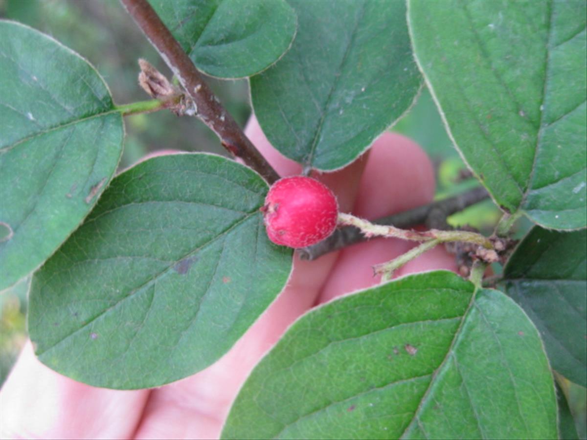 Cotoneaster zabelii (door Sipke Gonggrijp)