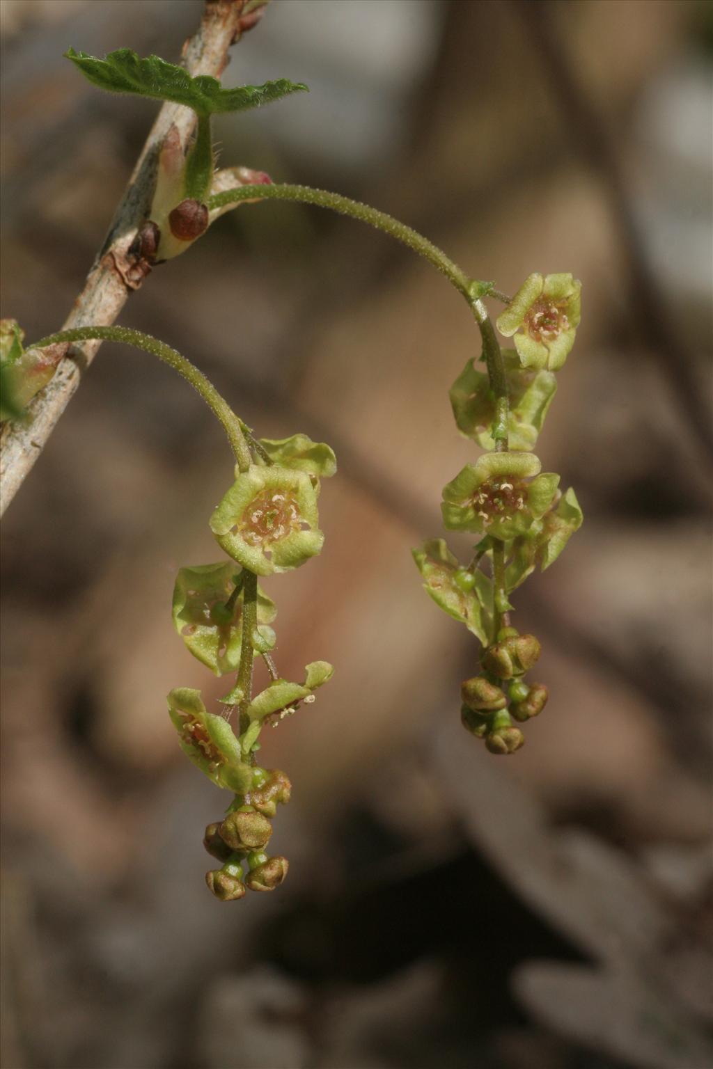 Ribes rubrum (door Willem Braam)