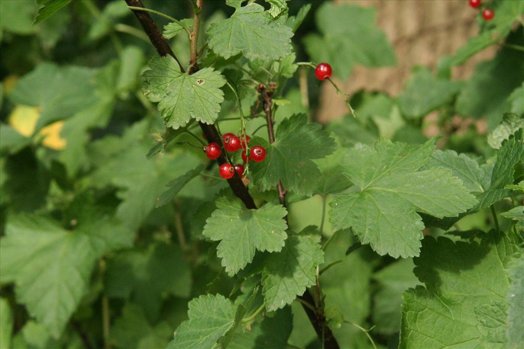 Ribes rubrum (door Willem Braam)