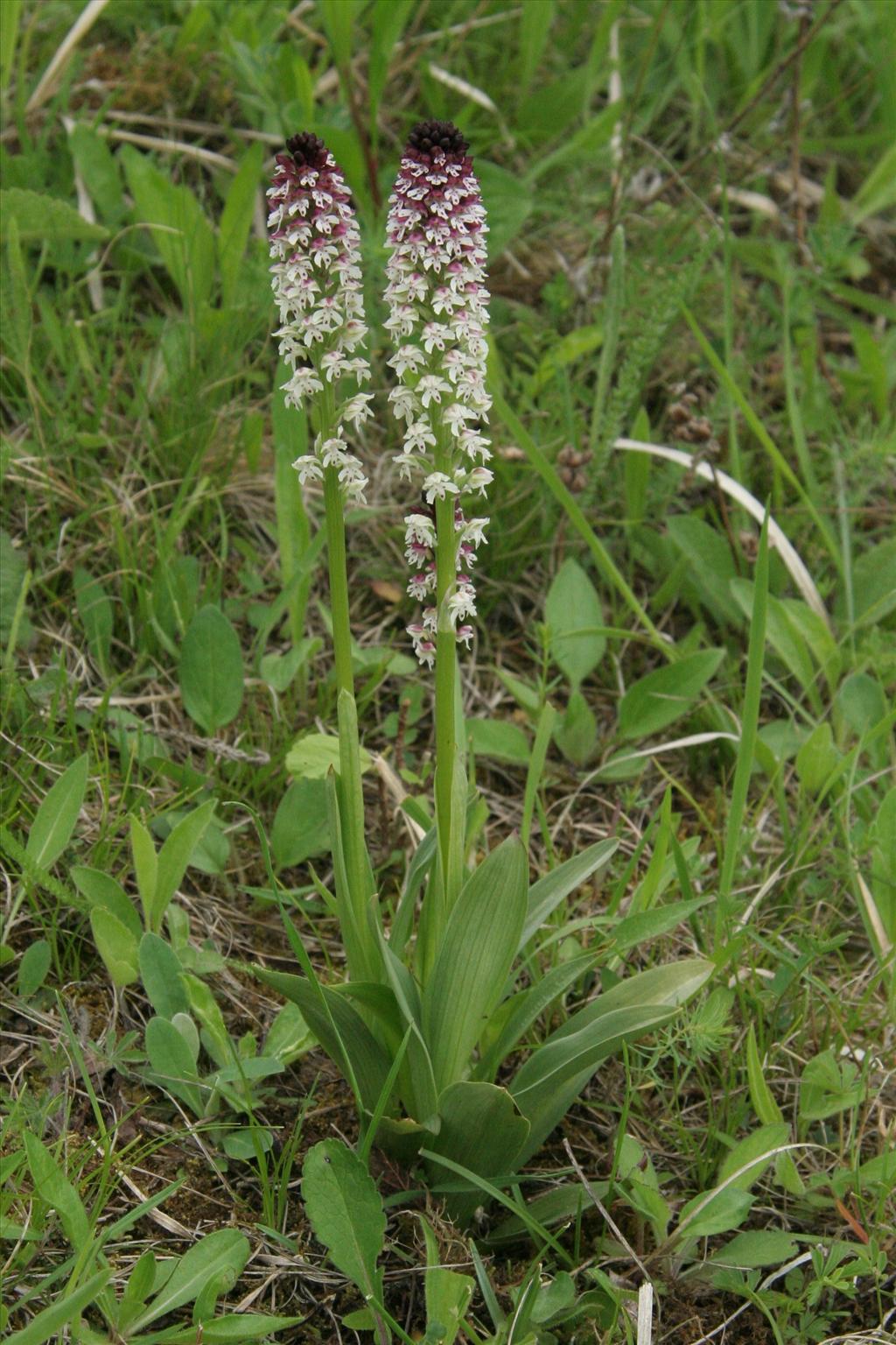 Neotinea ustulata (door Willem Braam)