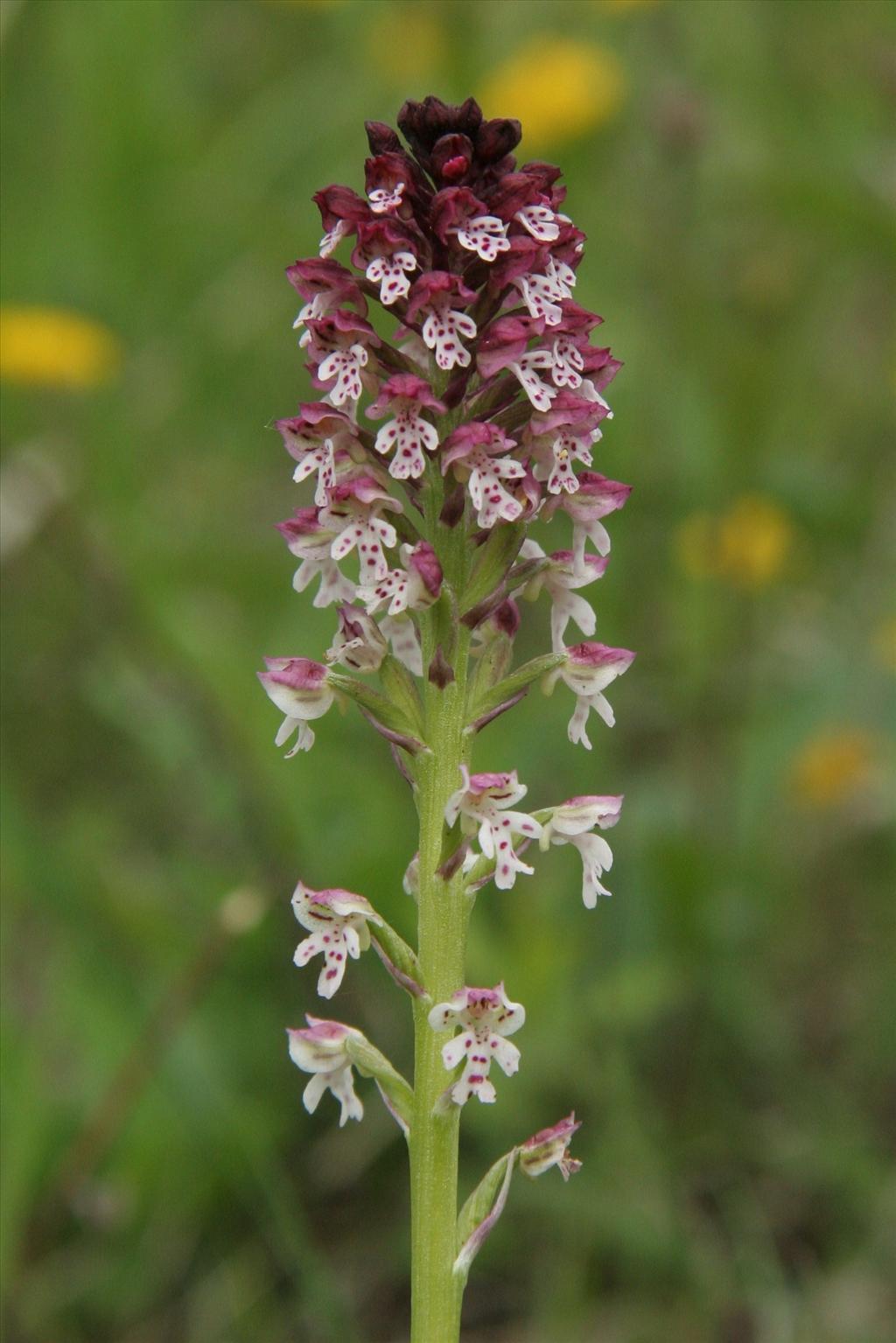 Neotinea ustulata (door Willem Braam)