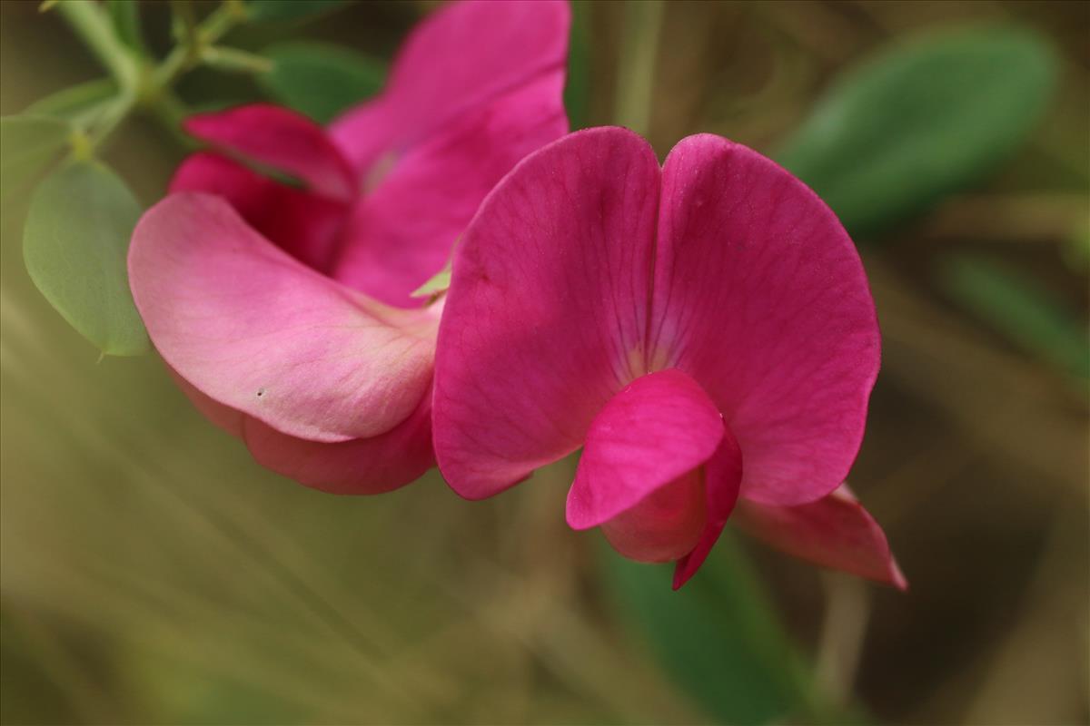 Lathyrus tuberosus (door Willem Braam)