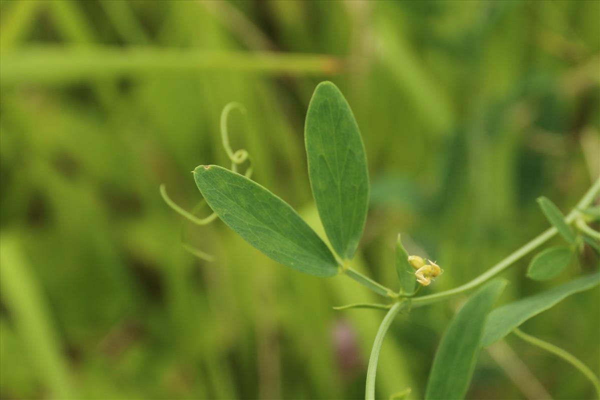 Lathyrus tuberosus (door Willem Braam)