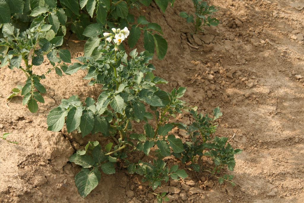 Solanum tuberosum (door Willem Braam)