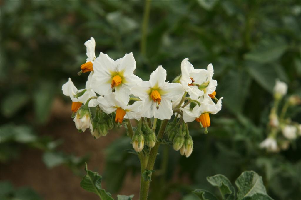 Solanum tuberosum (door Willem Braam)