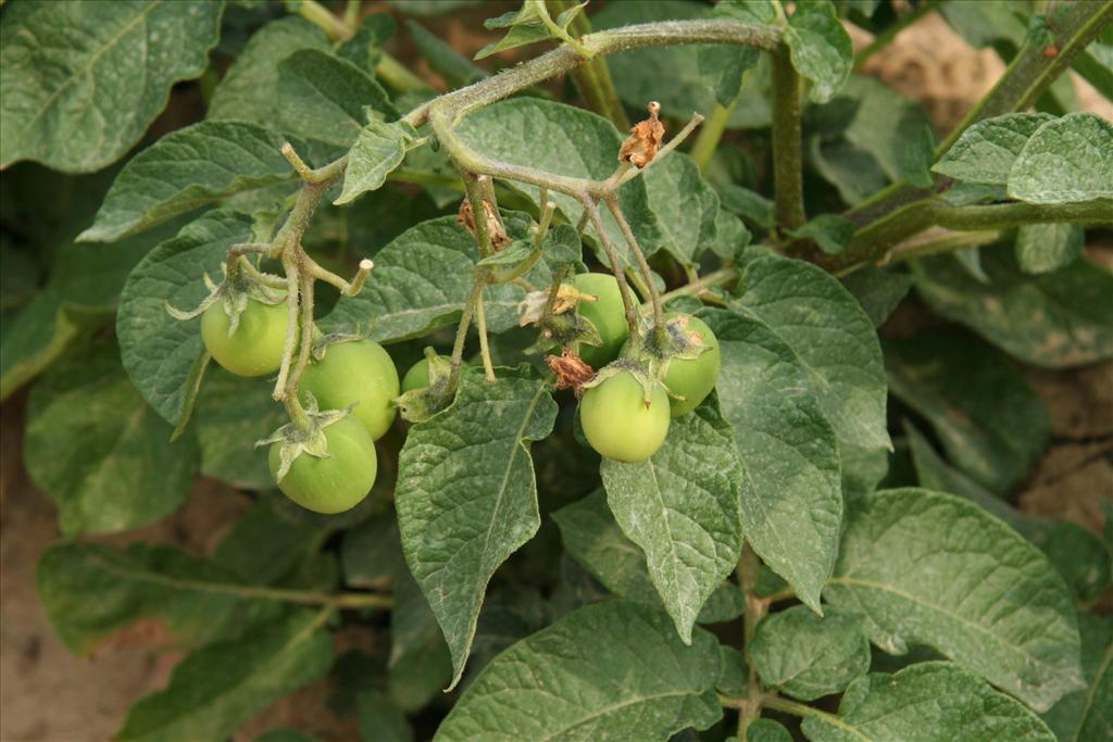 Solanum tuberosum (door Willem Braam)