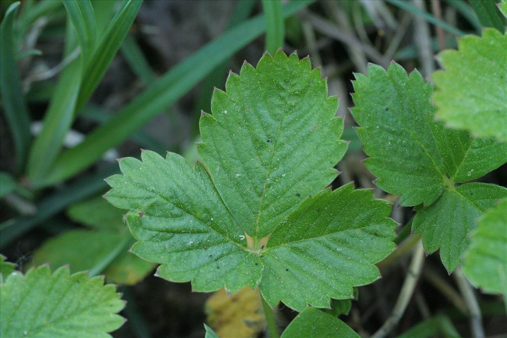 Potentilla sterilis (door Willem Braam)