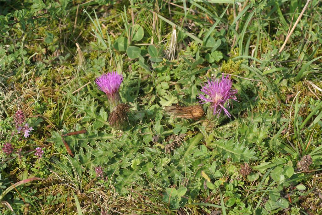 Cirsium acaule (door Willem Braam)