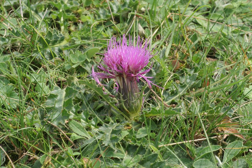 Cirsium acaule (door Willem Braam)