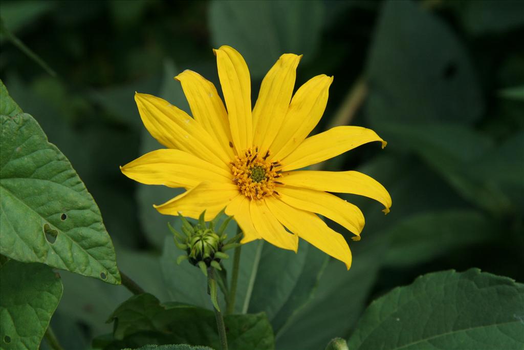 Helianthus tuberosus (door Willem Braam)